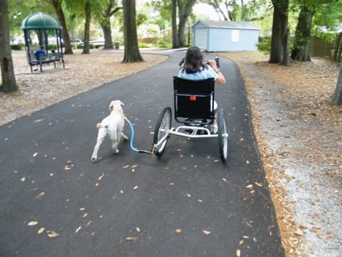 adult_trike_1286606484_adult_trike